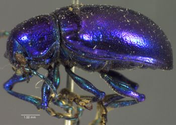 Media type: image;   Entomology 4322 Aspect: habitus lateral view